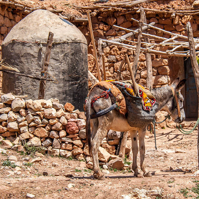A donkey parked infront of a simple Berber hammam